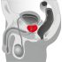 You2Toys - Masažer prostate - rotirajući vibrator za prostatu (crni)