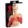 LATEX - duge, unisex rukavice (crvene) - M